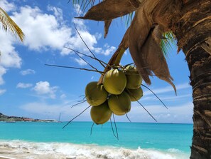 Escena de playa con una palmera y cocos.