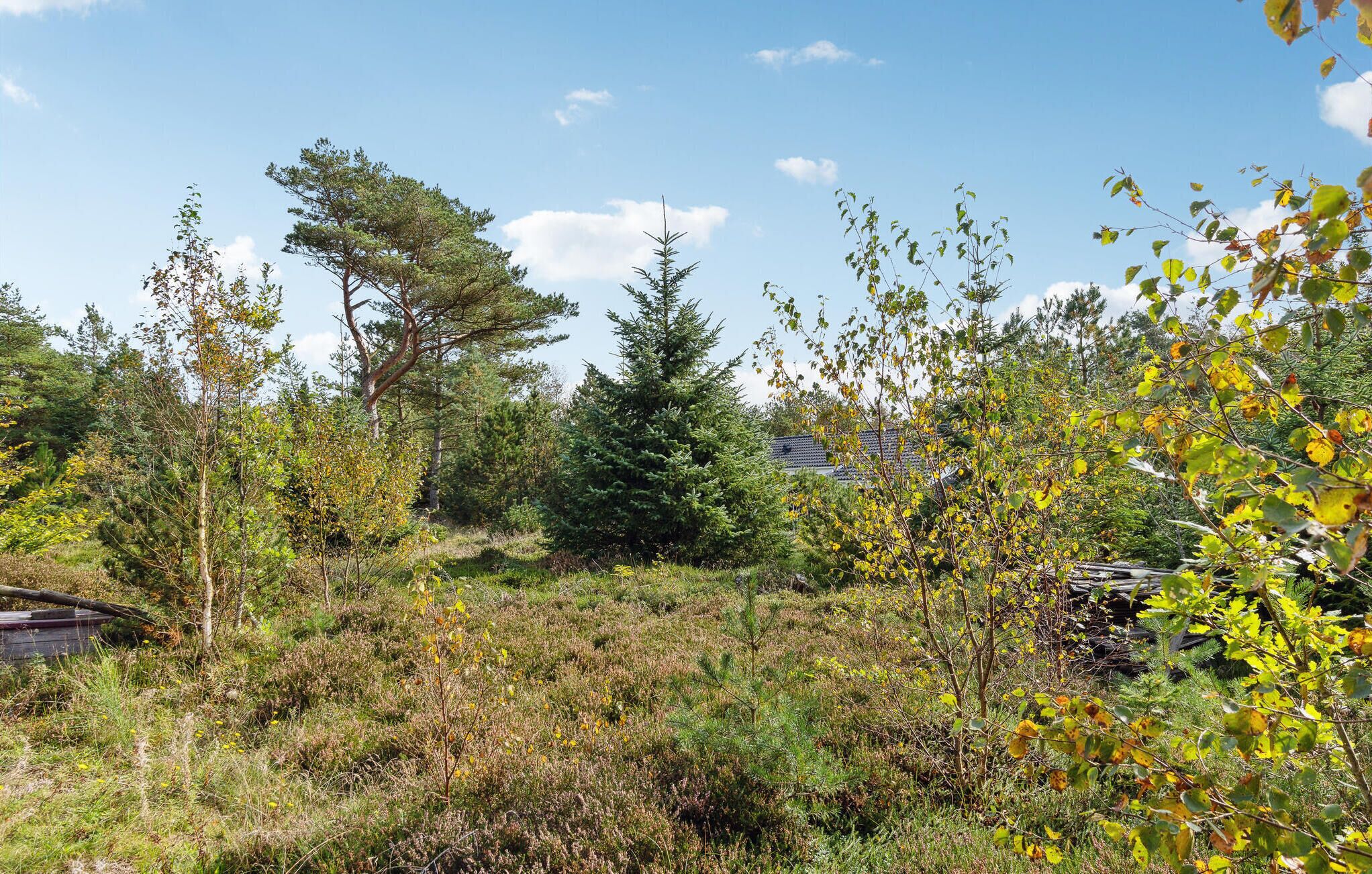A natural landscape with various trees and shrubs, a clear sky, and a distant building.
