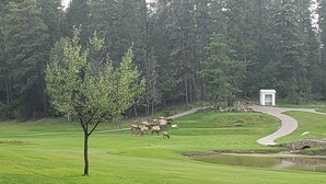 Un parcours de golf avec un étang, un bâtiment blanc et un arbre.