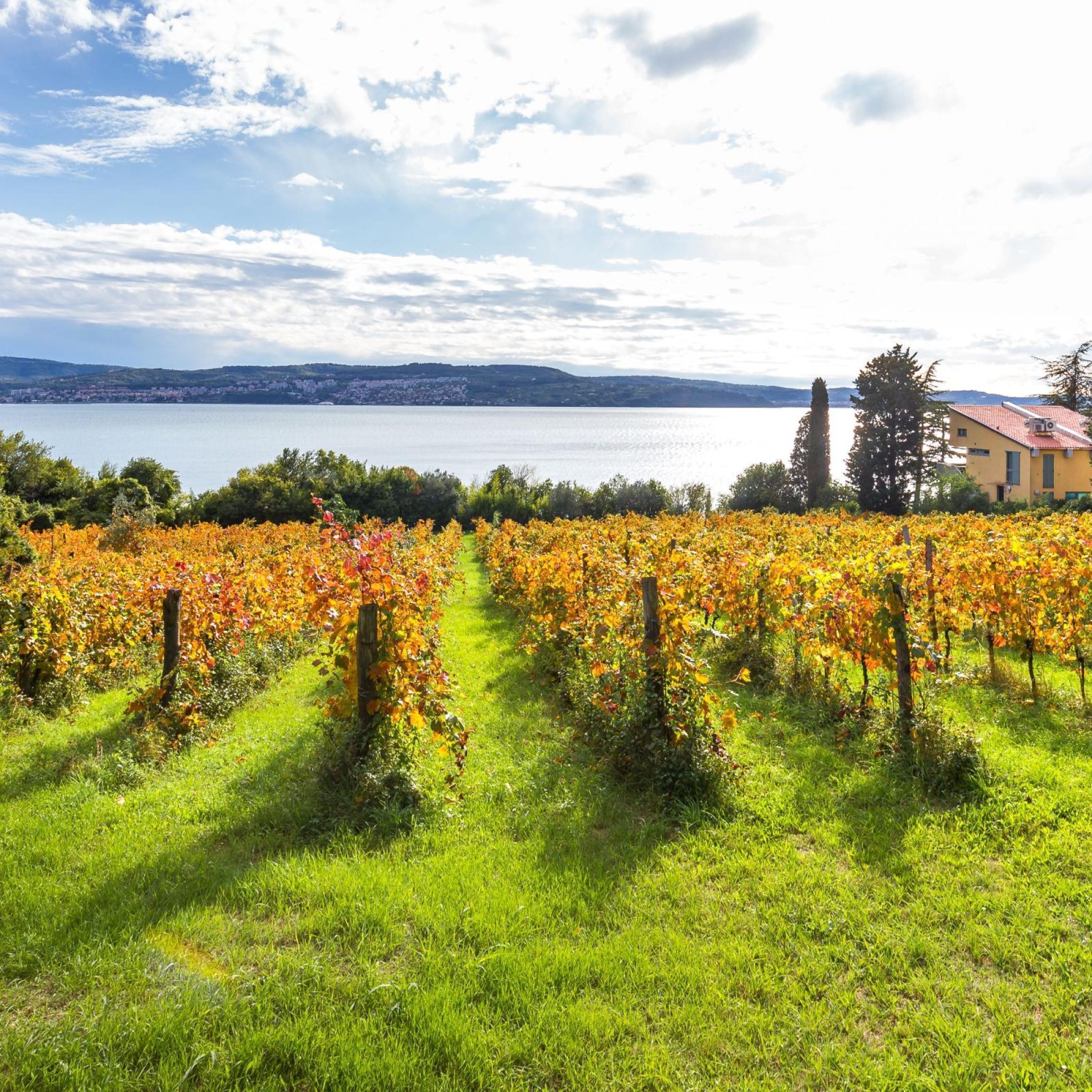 A vineyard with rows of grapevines and a lake in the background.
