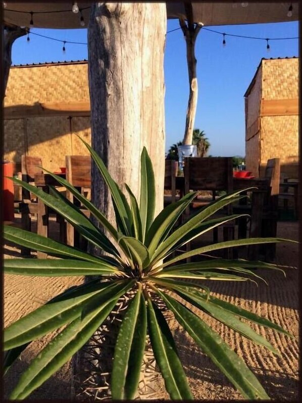 Property grounds - Camp - Santos (Todos Santos)