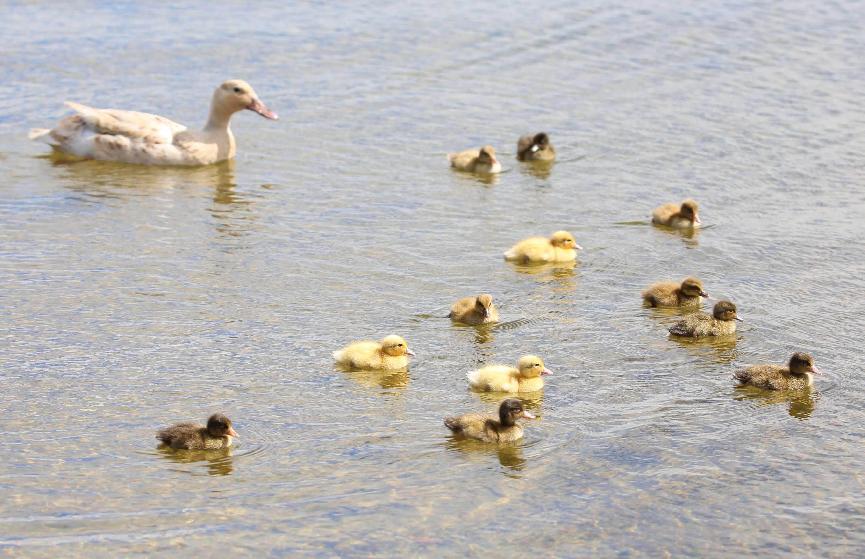 A duck swimming with its ducklings in a clear body of water.
