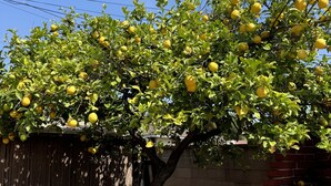 Un arbre chargé de nombreux citrons, un mur de briques et une clôture en bois.