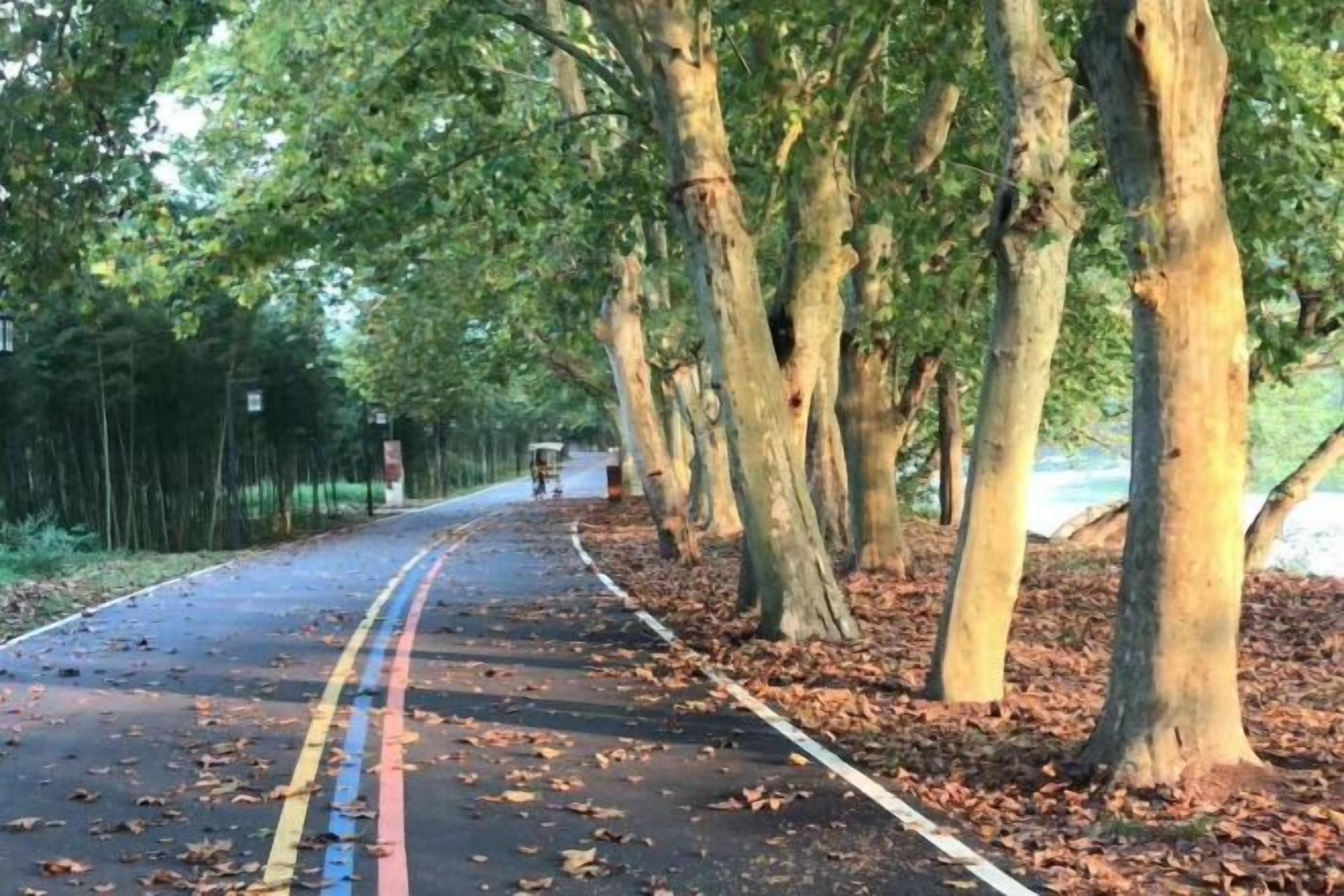 A tree-lined road with a double yellow line in the center.