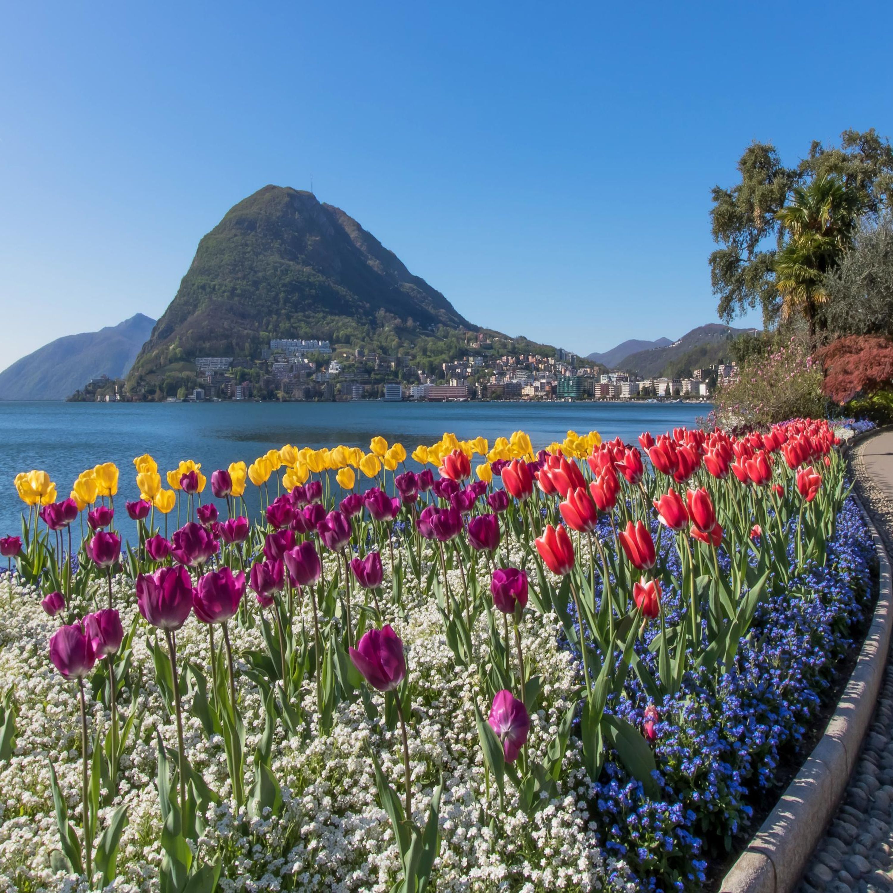 Paesaggio costiero con una montagna sullo sfondo e una fila di tulipani colorati in primo piano.