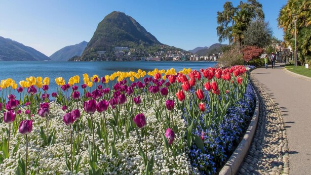 A coastal walkway lined with colorful tulips and baby’s breath flowers, leading to a view of a mountain and a lake. - Casa Basilico in Lugano (Lugano)
