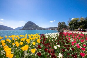 Un campo de tulipanes frente a un lago, con montañas al fondo.