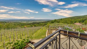 Un vignoble avec des rangées de vignes et une vue sur la campagne.