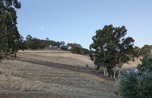 Une colline aride et herbeuse, parsemée de quelques arbres, avec une clôture qui longe le versant.