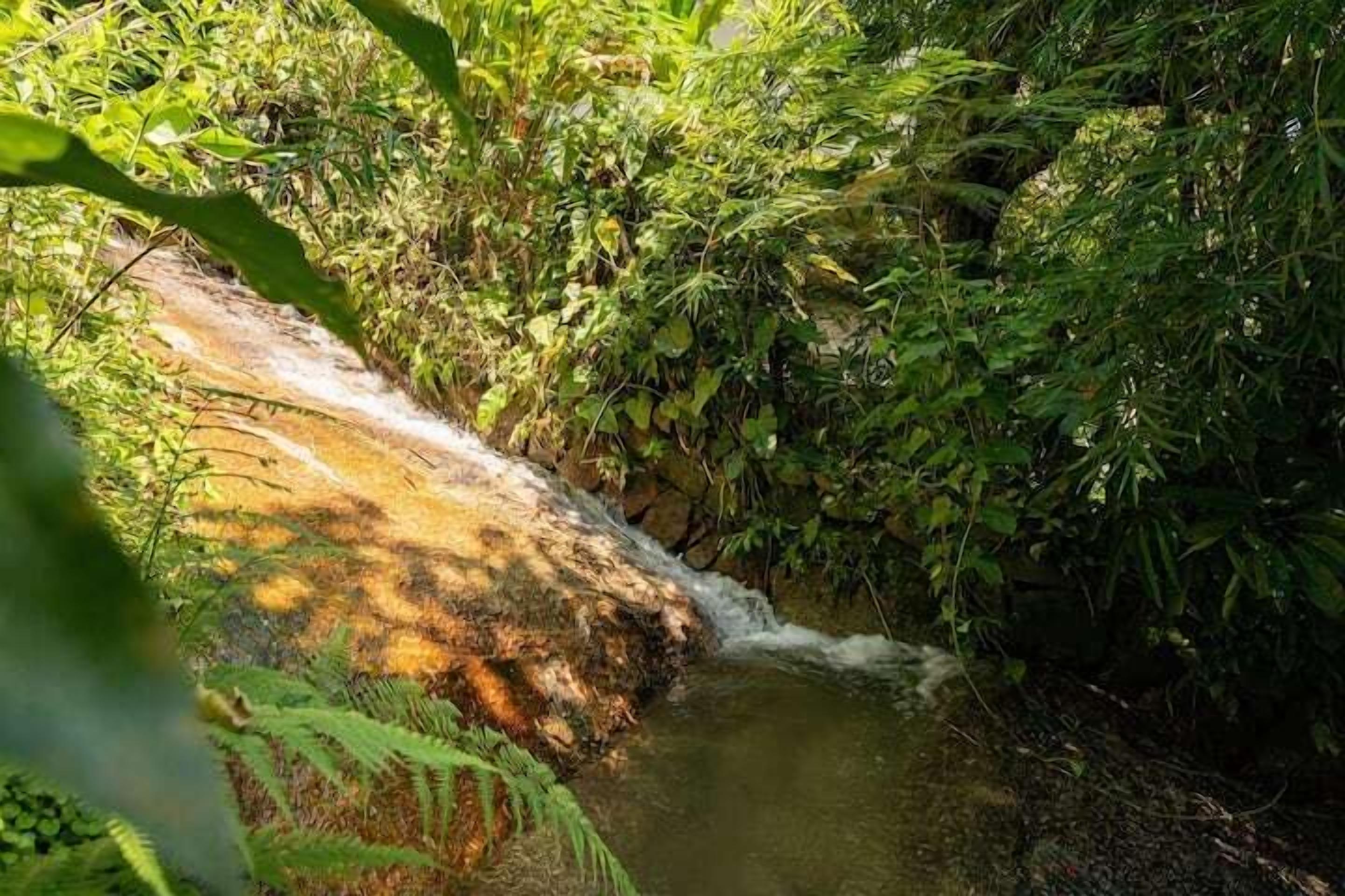 Un cours d’eau naturel bordé de végétation.