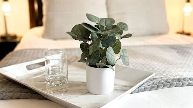Een netjes opgemaakt bed met een witte dekbedovertrek, een kleine potplant op een dienblad en een glas water.