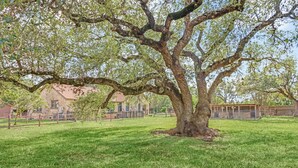 Un grande albero in un'area erbosa con un edificio sullo sfondo.