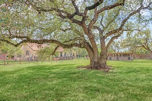 A large tree in a grassy area with a building in the background. - Milk Bath Springs | Pet-Friendly Historic Downtown Cottage (Dripping Springs)