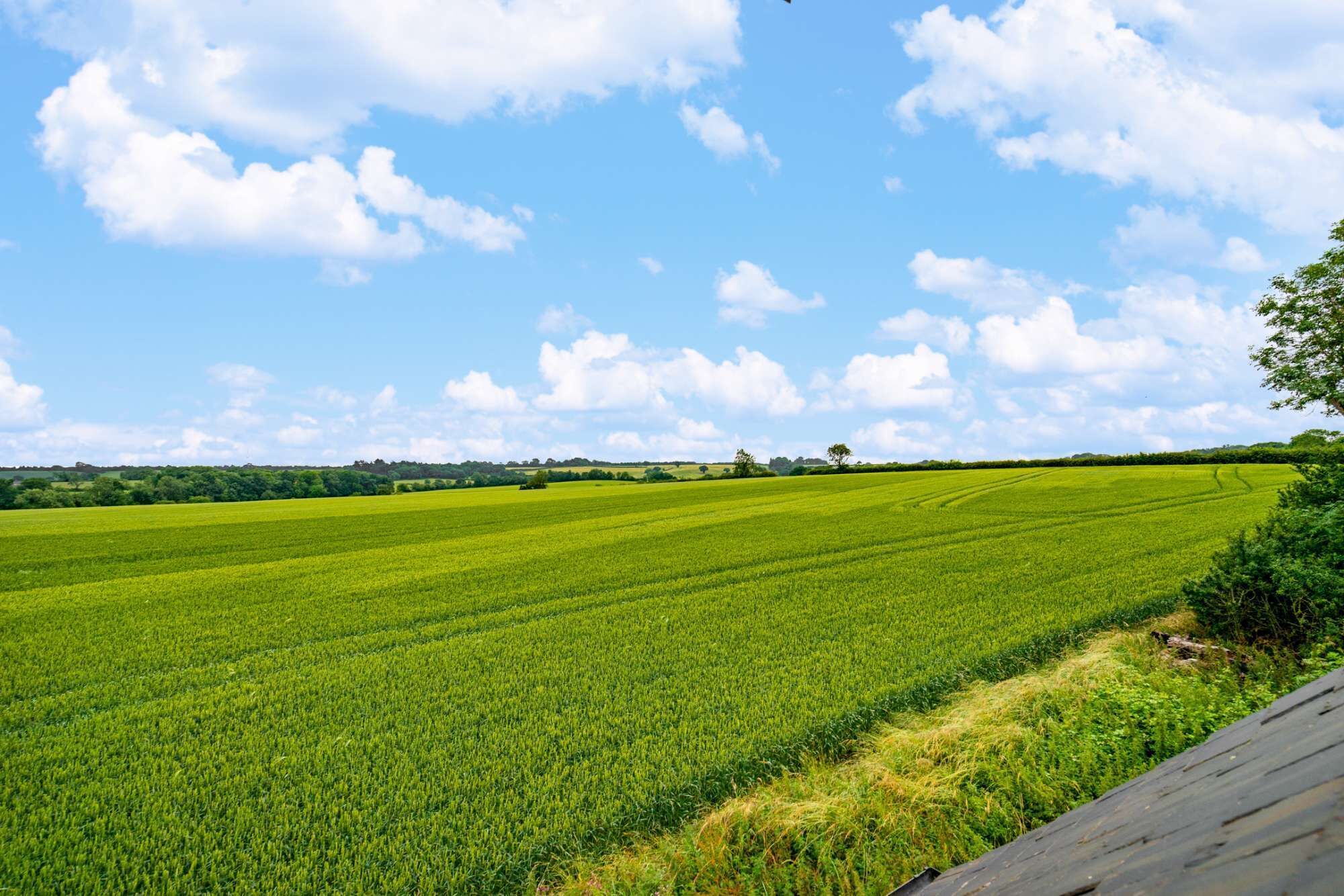 Un extenso campo verde bajo un cielo despejado.