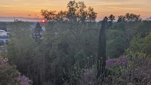 Ein üppiger Garten mit verschiedenen Bäumen und Sträuchern, einer Steinmauer und einem entfernten Blick auf eine Stadtlandschaft bei Sonnenuntergang.