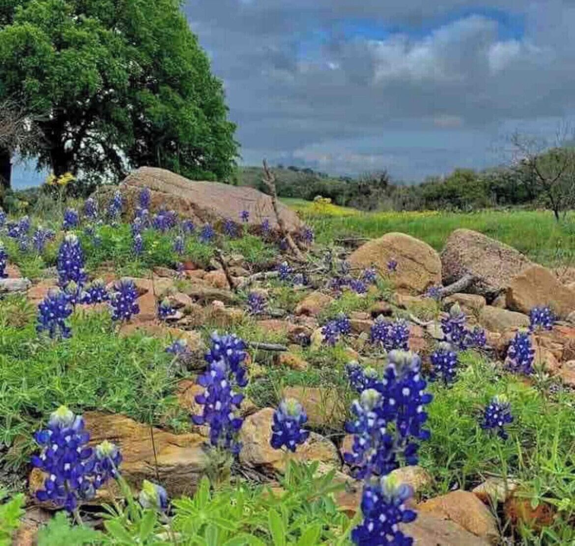 A natural landscape with rocky terrain and wildflowers.