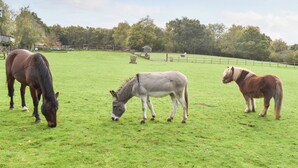 Ein grasbewachsenes Feld mit drei weidenden Pferden.