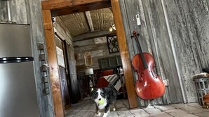 Un interno rustico con pavimento in legno, un'apertura che dà su un'altra stanza, un violino rosso e un cane con una palla.