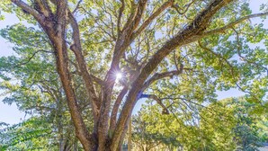 Un gran árbol con cielo despejado y luz solar filtrándose entre sus hojas.