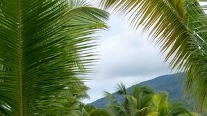 Un sentiero fiancheggiato da palme che conduce a una spiaggia, con una montagna sullo sfondo.