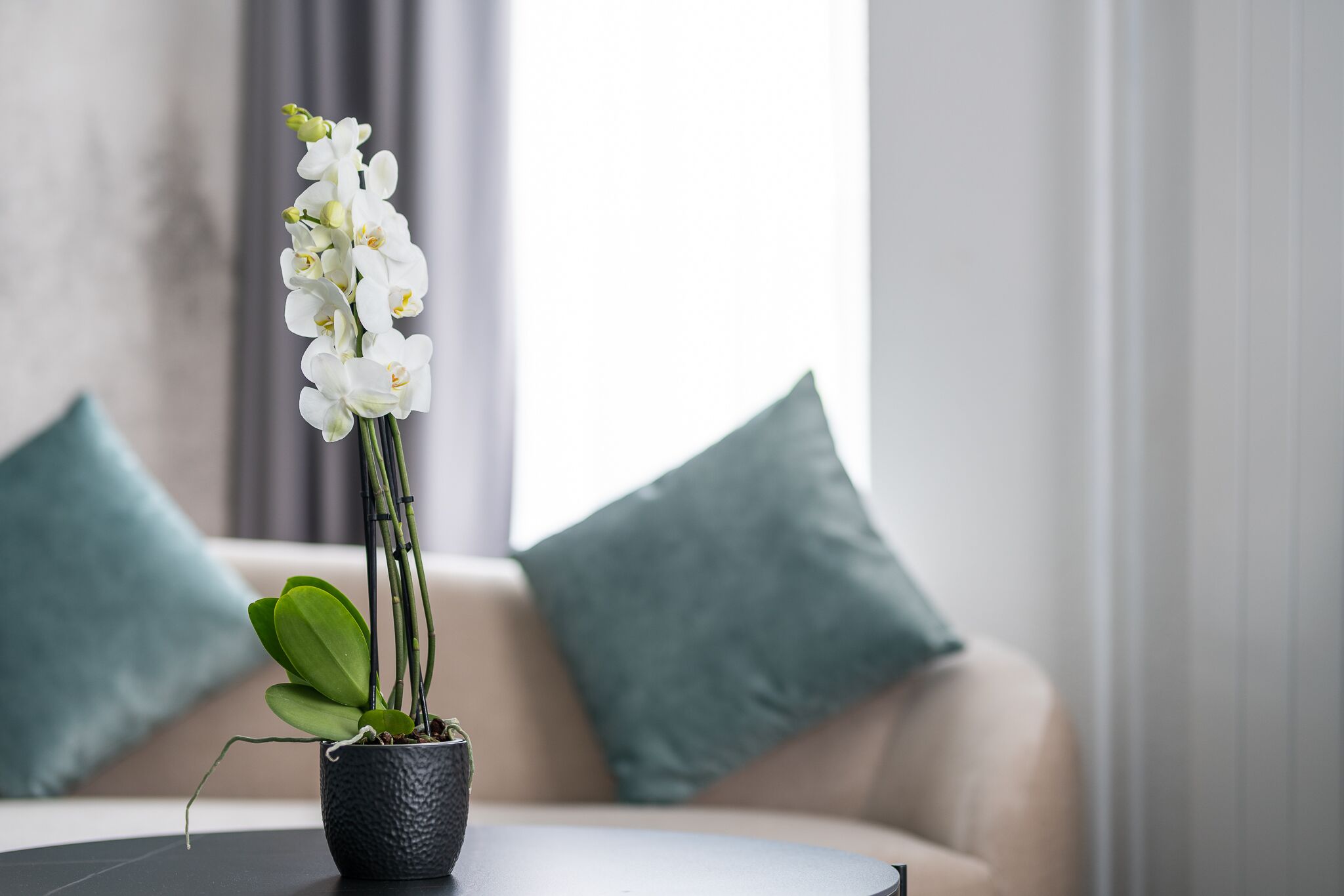 A potted orchid on a round table in a modern living room with a beige sofa and teal cushions.