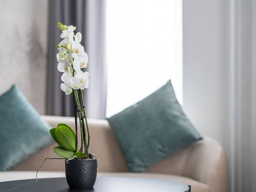 A potted orchid on a round table in a modern living room with a beige sofa and teal cushions.