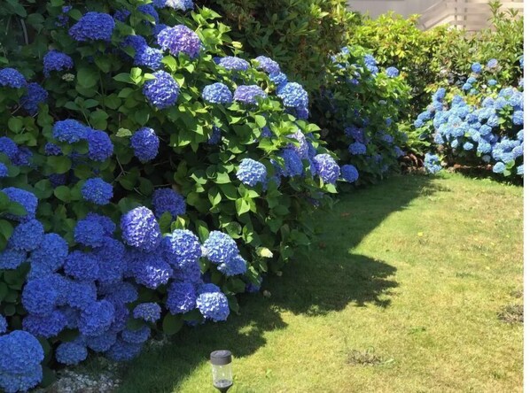 Stroll through a serene garden filled with vibrant hydrangea flowers and lush greenery.