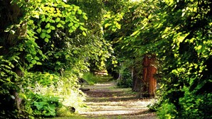 A pathway through a lush, green forest with dense foliage on either side. - 1 bedroom accommodation in Woolton Hill, nr Newbury (Woolton Hill, nr Newbury)