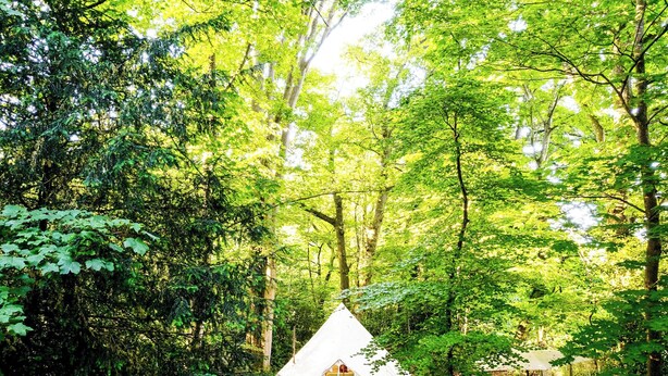 A white tent in a forest with dense green foliage. - 1 bedroom accommodation in Woolton Hill, nr Newbury (Woolton Hill, nr Newbury)