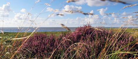 A coastal landscape with purple heather and grasses, a clear sky, and the sea in the background.