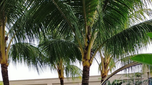 Zona de piscina con palmeras y un edificio al fondo.