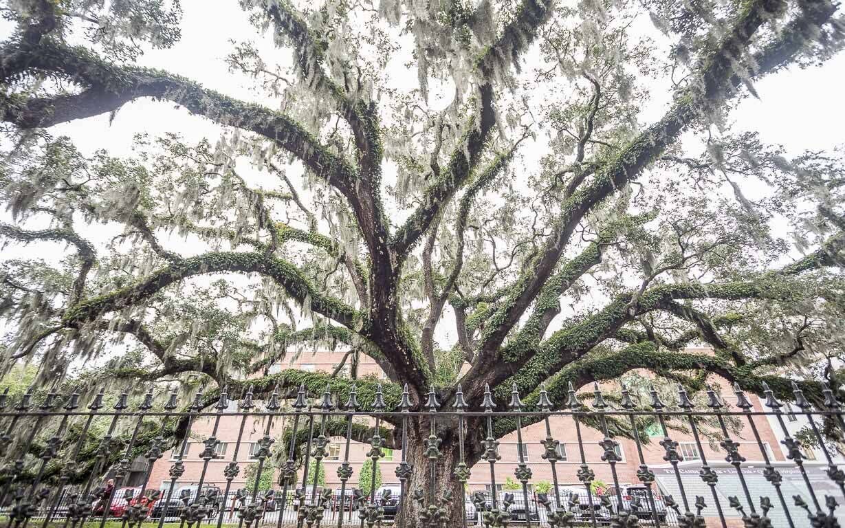 Un grand arbre recouvert d’une épaisse couche de mousse, avec une clôture au premier plan.