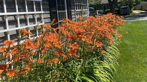 Ein Haus mit Vorgarten, der orangefarbene Blumen und einen weißen Zaun zeigt.