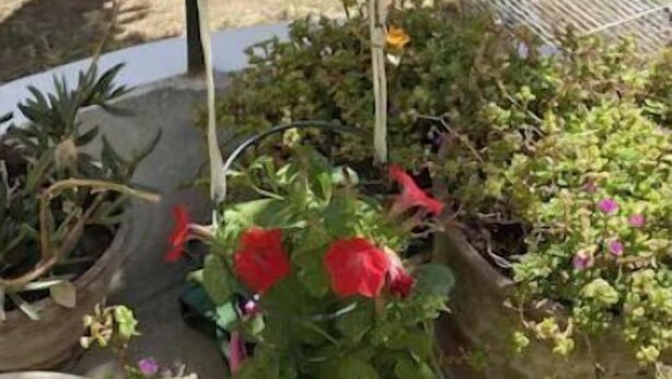 Variedad de plantas en macetas, incluyendo una jardinera colgante con flores naranjas y una maceta con flores rojas.