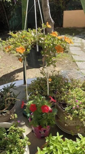 Variedad de plantas en macetas, incluyendo una jardinera colgante con flores naranjas y una maceta con flores rojas.