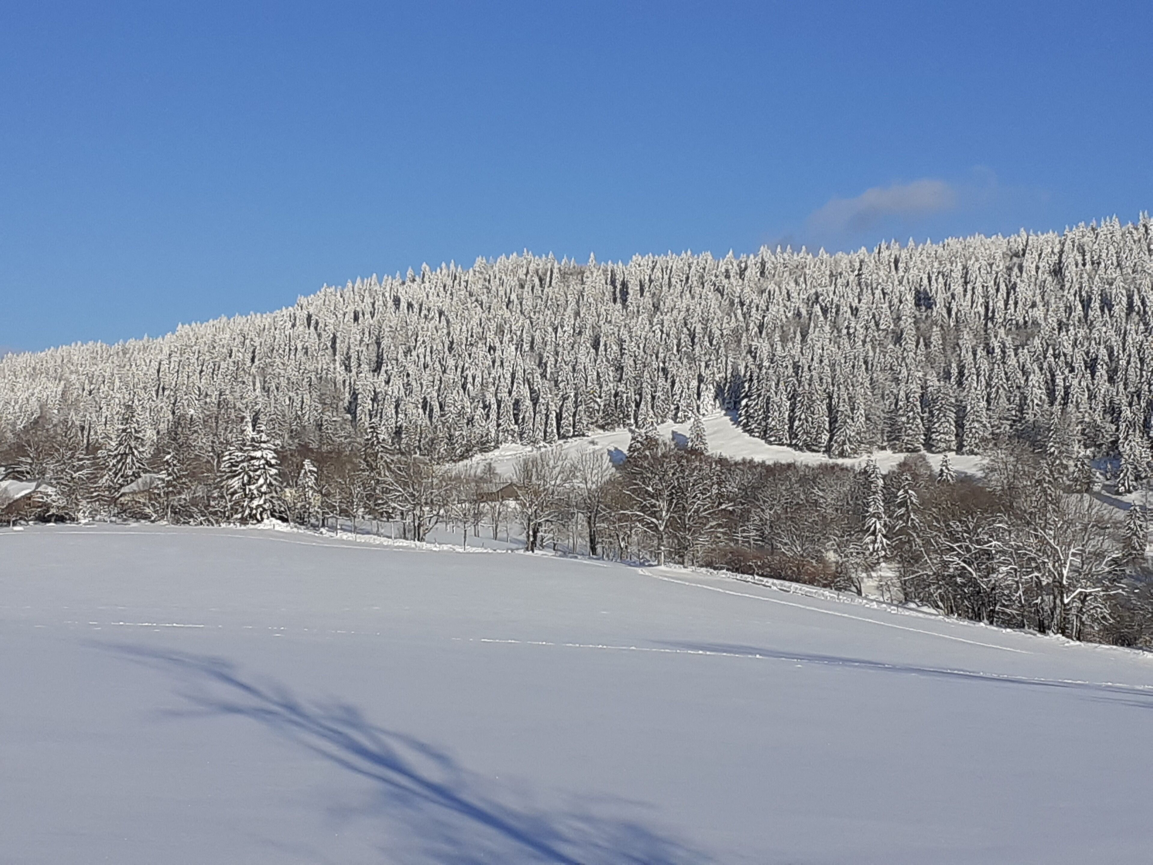 A snowy landscape with a clear sky, a road, and a dense forest of snow-covered trees.