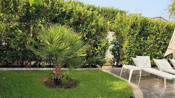 A landscaped outdoor area with a palm tree, neatly trimmed hedges, and a paved walkway.