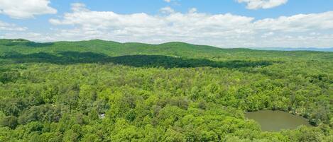 A dense forest with a clear sky and a small lake.
