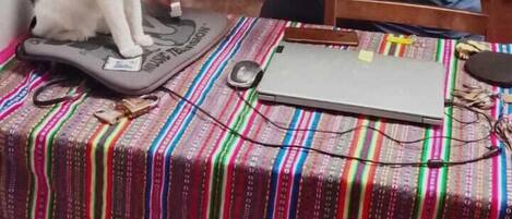 Una persona sentada a una mesa con un ordenador portátil, una bandera y un gato sobre una balanza.