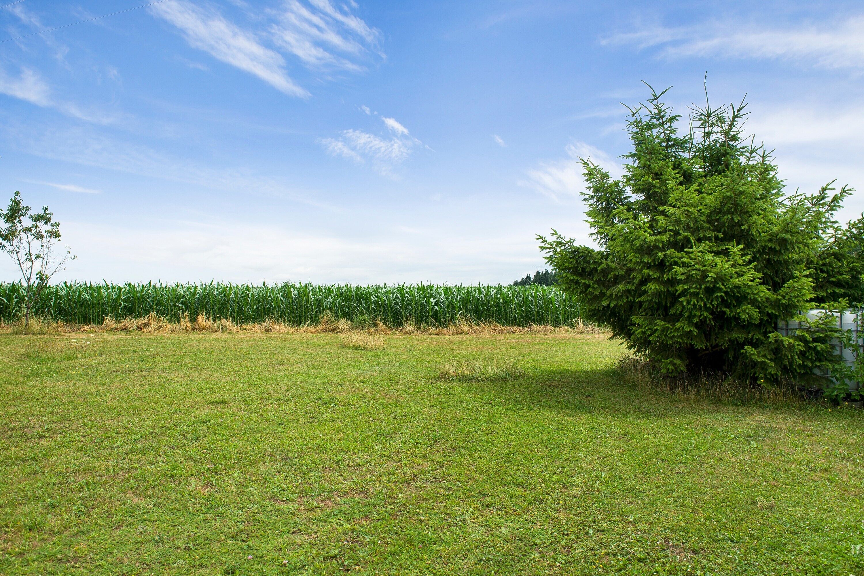 A grassy field with a cornfield in the background and a tree on the right.