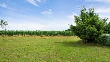 A grassy field with a cornfield in the background and a tree on the right.