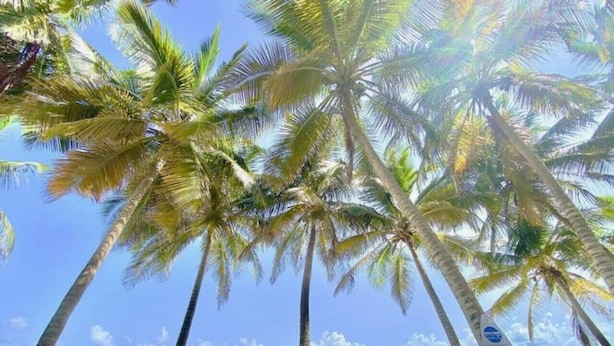 Una playa con palmeras y cielo despejado.