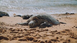 Une tortue de mer sur une plage de sable, avec des vagues en arrière-plan.