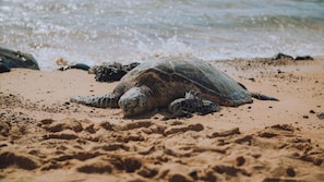 A sea turtle on a sandy beach with waves in the background.