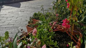 Een geplaveid terras met potplanten en uitzicht op de zee en een verafgelegen, kasteelachtige constructie.