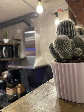 Ein Kaktus in einem weißen Topf auf einer Holzoberfläche in einer Küche mit modernem Design, einschließlich einer Edelstahl-Dunstabzugshaube und einer Pflanze im Topf auf der Arbeitsplatte.