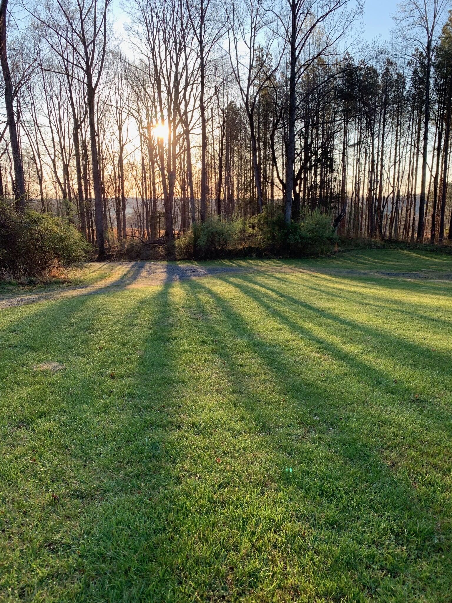 Un champ verdoyant, parsemé d’arbres, baigné par le soleil.