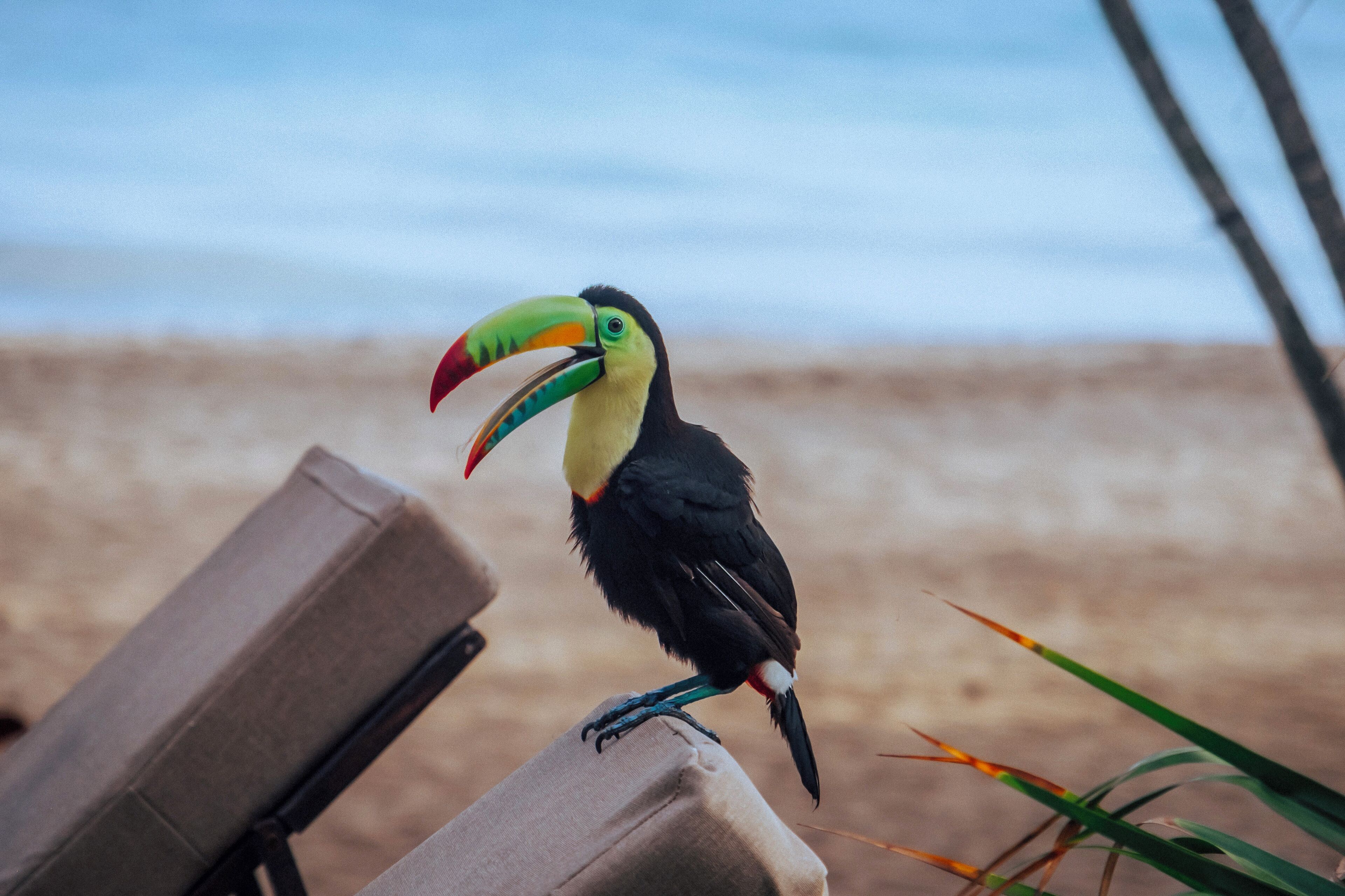 A toucan perched on a chair with a beach and ocean in the background.