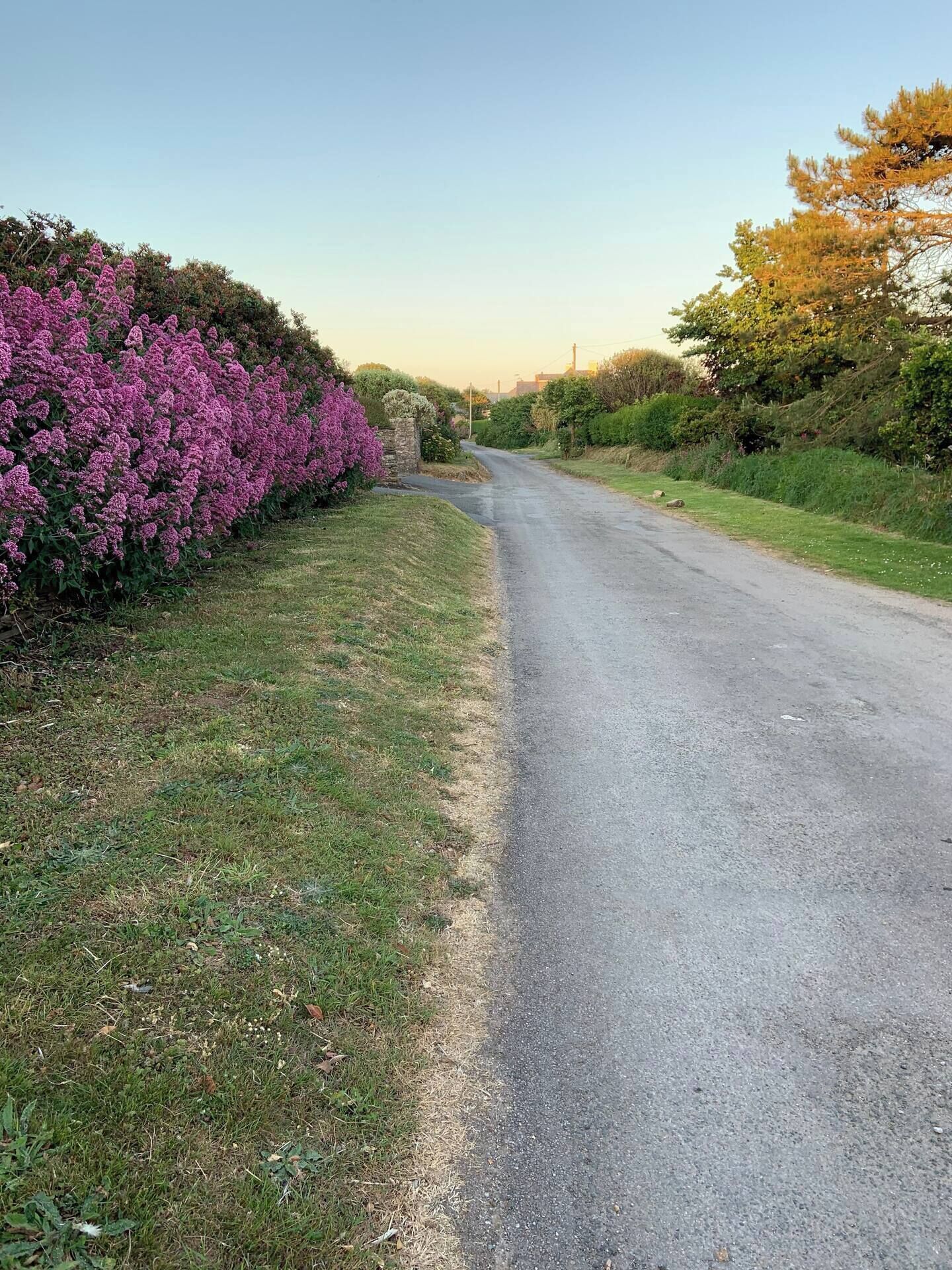 Une route de campagne bordée d’une végétation dense et sous un ciel dégagé.