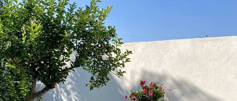 Àrea exterior de l'allotjament